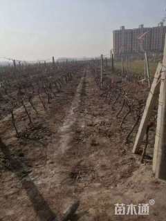 100厘米巨峰葡萄