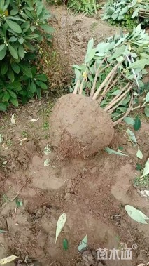 高度50厘米结香