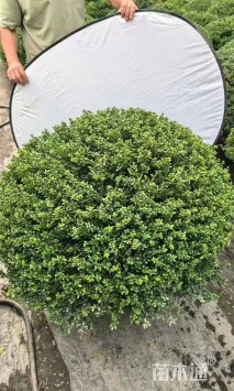 冠幅100厘米龟甲冬青球