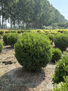 高度160厘米小叶黄杨球