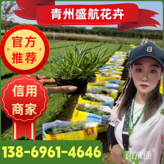 高度8厘米常夏石竹