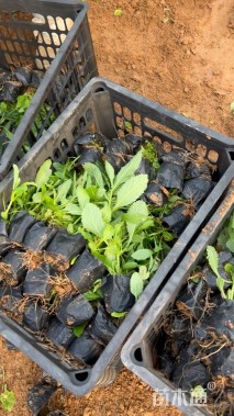 高度15厘米马鞭草