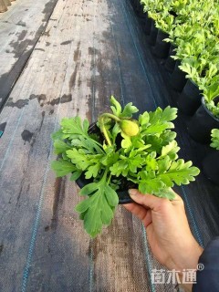 高度15厘米虞美人