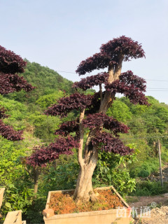 80厘米造型红花继木桩