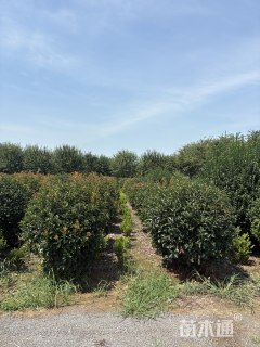 冠幅80厘米红叶石楠球