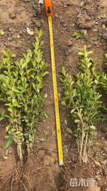 冠幅20厘米小叶黄杨球