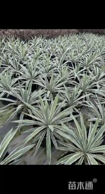 高度40厘米剑麻