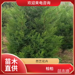 高度200厘米桧柏