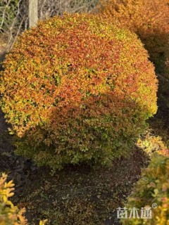 冠幅100厘米亮晶女贞球