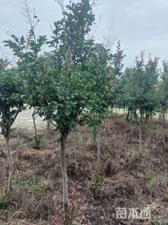 4公分红火箭紫薇