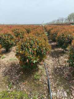 冠幅80厘米红叶石楠球