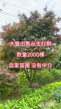 高度500厘米丛生红枫
