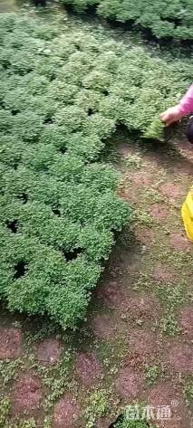 高度4厘米翠云草