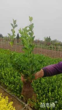 高度50厘米卫矛