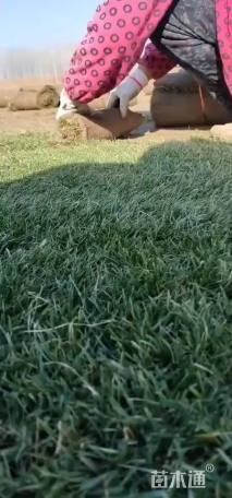 草卷状四季青草坪