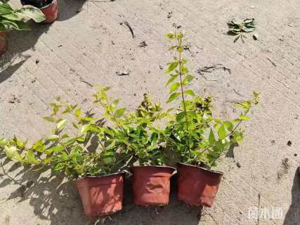 高度30厘米大花六道木