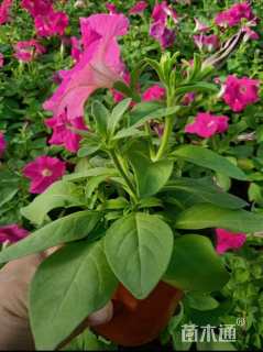 高度15厘米牵牛