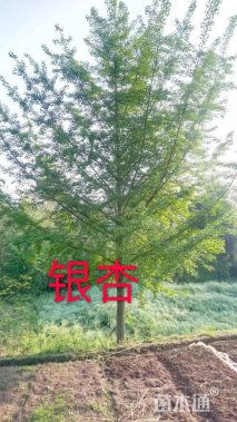 25公分银杏