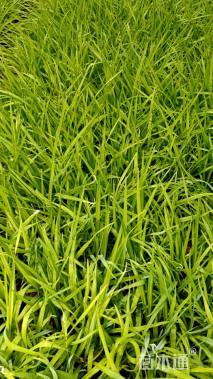 高度25厘米常绿萱草