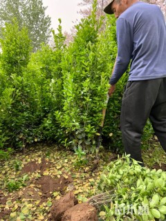 高度135厘米北海道黄杨