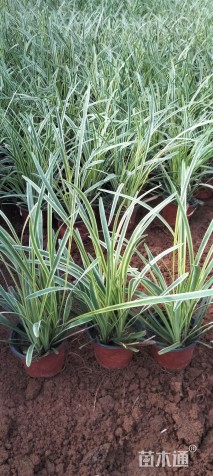 高度15厘米金边麦冬