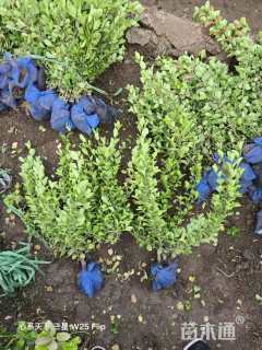 高度60厘米胶东卫矛