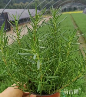 高度25厘米迷迭香