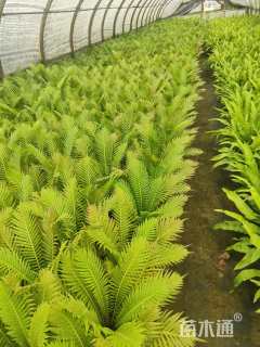 高度35厘米富贵蕨