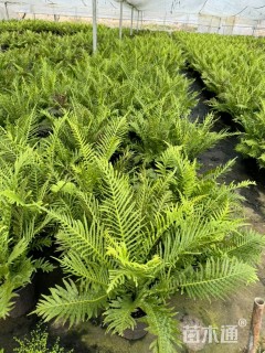 高度20厘米富贵蕨
