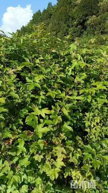 高度70厘米枫香小苗