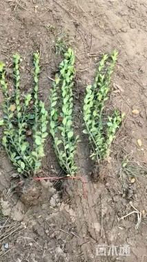 高度50厘米卫矛小苗