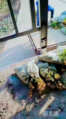 高度40厘米黄金枸骨