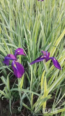 高度30厘米花叶玉蝉花