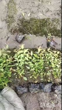 高度40厘米金焰绣线菊