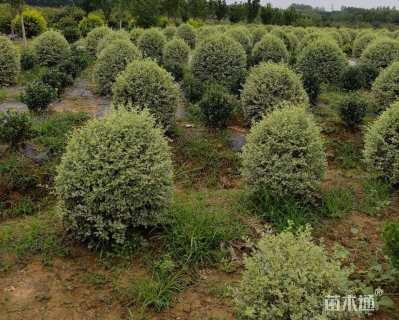 冠幅100厘米银姬小蜡球