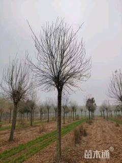 15公分金叶白蜡