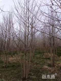 40公分(5杆)丛生银杏