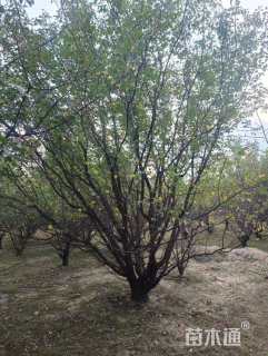 高度450厘米丛生山杏