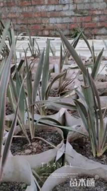 高度40厘米新西兰亚麻