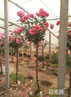 高度120厘米月季