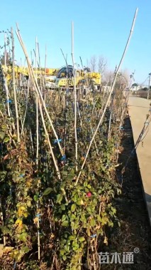 150厘米藤本月季