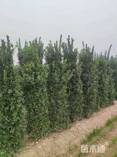 高度250厘米大叶黄杨柱