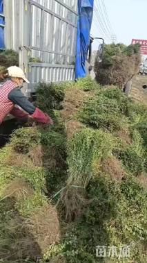 高度50厘米小叶女贞