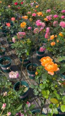 高度90厘米月季