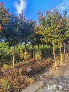 9公分红火箭紫薇