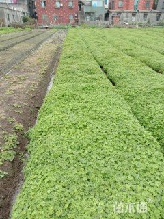 高度10厘米红花酢浆草