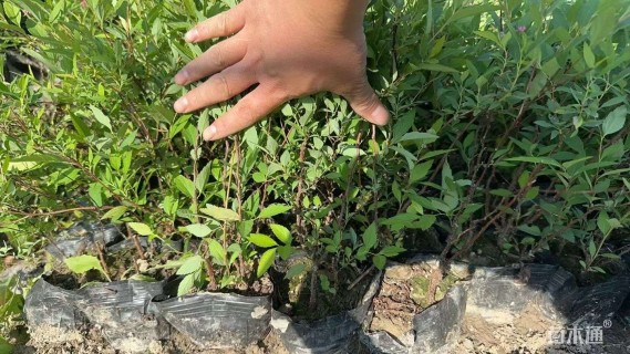 高度25厘米粉花绣线菊