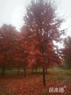 20公分美国红枫