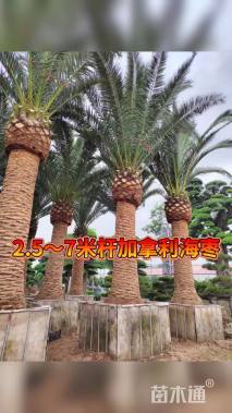 裸干高300厘米加拿利海枣