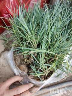 高度20厘米常夏石竹